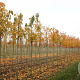 Prunus ser. 'Ichiyo' 14-16 HO draadkluit