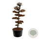 Carpinus betulus 250-300 cm cont. 500L bonsai