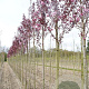 Prunus ser. 'Royal Burgundy' 10-12 HO draadkluit