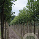 Prunus ser. 'Sunset Boulevard' 16-18 HO draadkluit