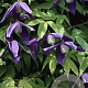 Clematis 'Pamela Jackman' 80 cm rozenpot 2L 2 rank