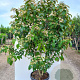Clerodendrum trichotomum fargesii 100-125 cm 20L meerstammig