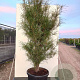Frangula alnus Fine Line 150-175 cm 30L extra