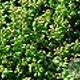 Ilex crenata 'Convexa' 60-80 cm cont. 55L multi bol