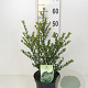 Ilex crenata 'Green Hedge' 100-125 cm cont. 55L bonsai