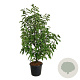 Magnolia 'Heaven Scent' 200-225 cm cont. 55L extra