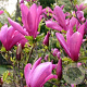 Magnolia 'Susan' 90 cm stam 15L