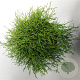 Chamaecyparis p. 'Filifera Nana' 40-50 cm 7,5L