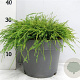 Chamaecyparis p. 'Filifera Nana' 40-50 cm 7,5L