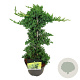 Juniperus procumbens 'Nana' 40-50 cm 5,0L