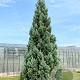 Sequoiadendron g. 'Glaucum' 100-125 cm cont. 55L extra