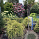 Thuja plicata 'Golden Whipcord' 40 cm stam 15L kroon 50-60