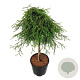 Thuja pl. 'Kager's Beauty' 60 cm stam 15L