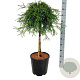 Thuja pl. 'Kager's Beauty' 60 cm stam 15L