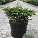 Picea a. 'Nidiformis' 30-40 cm 7,5L