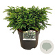 Picea a. 'Nidiformis' 30-40 cm 7,5L
