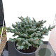 Picea pungens 'Glauca Globosa' 30-40 cm 15L