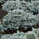 Picea pungens 'Karpaten' 60-80 cm 30L extra