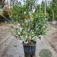 Osmanthus burkwoodii 60-80 cm 10L
