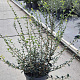 Osmanthus burkwoodii 60-80 cm 10L