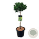 Pinus mugo 'Carsten's Wintergold' 40 cm stam 5,0L