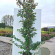 Parrotia persica 'Bella' 200-250 cm 20L meerstammig