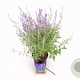 Perovskia 'Blue Spire' 30-40 cm 3,0L