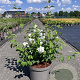 Philadelphus 'Virginal' 80-100 cm 10L