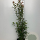 Photinia fraseri 'Red Robin' 150-175 cm 20L