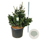 Picea pungens 'Lucky Strike' 150-175 cm cont. 230L solitair