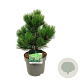 Pinus heldreichii 'Compact Gem' 30-40 cm 7,5L