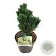 Pinus mugo 'Limerick' 20-25 cm