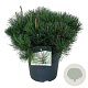Pinus mugo mugo 40-50 cm 6L