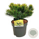 Pinus mugo 'Ophir' 25-30 cm 7,5L