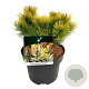 Pinus mugo 'Winter Gold' 20-25 cm