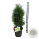 Pinus nigra 'Green Tower' 60-80 cm 15L