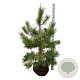 Pinus nigra nigra 125-150 cm draadkluit