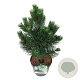 Pinus nigra 'Oregon Green' 30-40 cm 4,5L