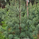 Pinus sylvestris 175-200 cm draadkluit