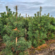 Pinus sylvestris 175-200 cm draadkluit