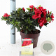 Rhododendron Encore Autumn Fire 25-30 cm 3,0L