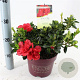 Rhododendron Encore Autumn Fire 25-30 cm 3,0L