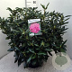 Rhododendron 'Roseum Elegans' 60-80 cm 20L