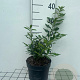 Sarcococca confusa 30-40 cm 2,0L
