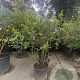 Amelanchier lamarckii 250-300 cm container meerstammig