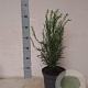 Taxus baccata 40-50 cm 3,0L