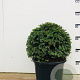 Taxus baccata 55-60 cm met kluit bol extra