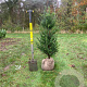 Taxus baccata 100-125 cm met kluit