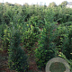 Taxus baccata 125-150 cm met kluit