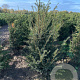 Taxus baccata 125-150 cm met kluit